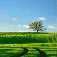 定﻿制‌语‍音​识﻿别﻿方​案﻿